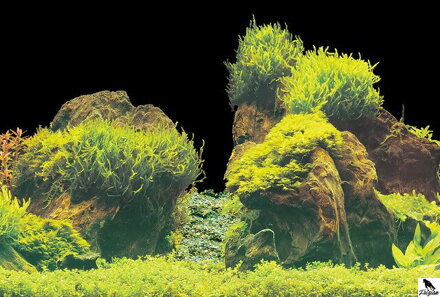 SF DECO POSTER E 100 X 49 CM