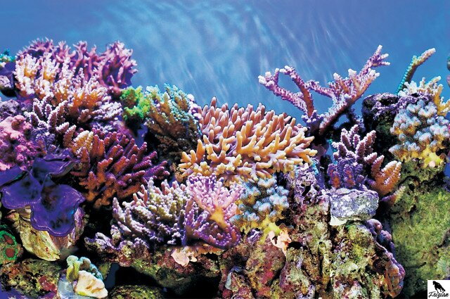 SF DECO POSTER A 60 X 30 CM