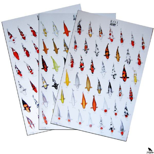 KOIC Koi Poster (96 x 69cm) 3x