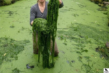 Vláknité riasy a zelená voda v záhradnom jazierku